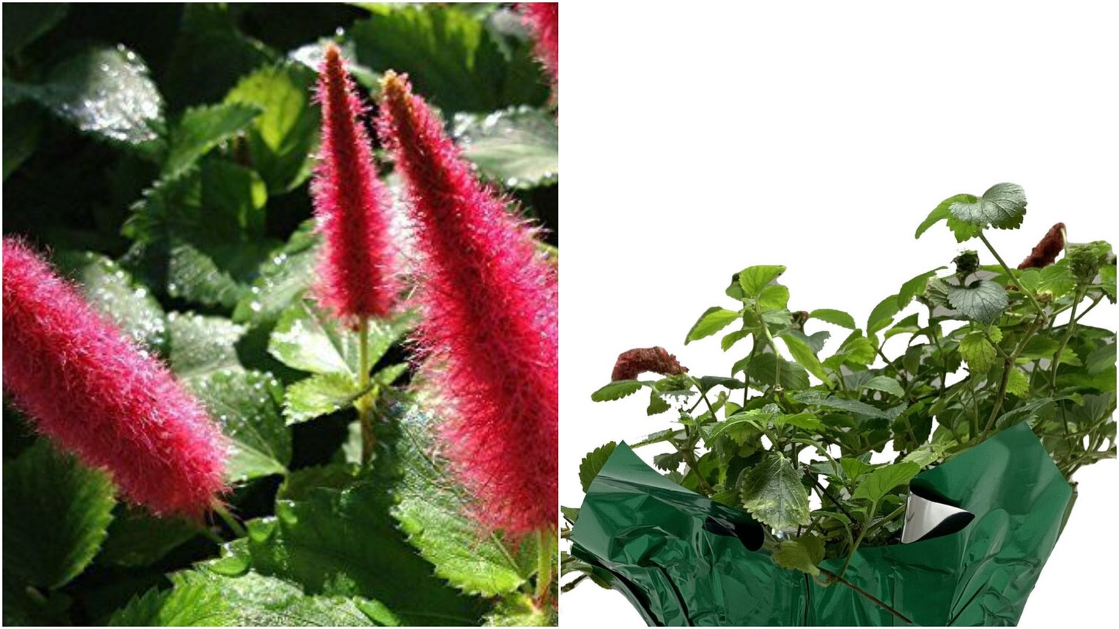 DWARF CHENILLE Unique Ground Cover Tropical Live Plant Unusual Fuzzy Red Flower