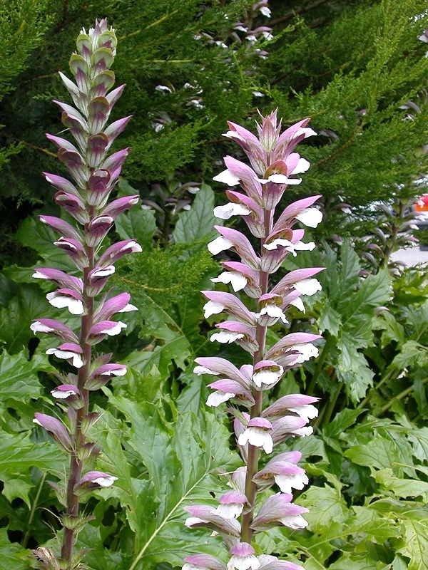 Bear's Breeches Tree, Acanthus mollis, Perennial 15 Seeds (Free ...