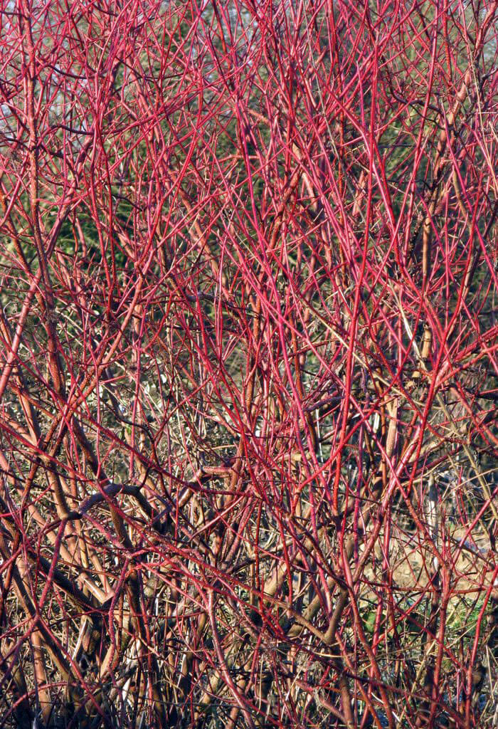 red twig dogwood flowers