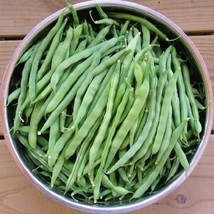 Bean Seeds - Bush - Jade  - Vegetable Seeds - Outdoor Living - Gardening - $37.99