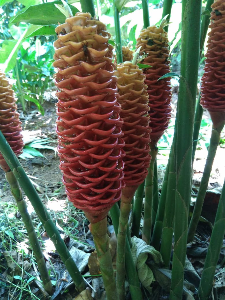 Exotic zingiber golden chocolate beehive ginger rhizomes( 3 Rhizomes ...