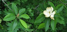 SWEETBAY MAGNOLIA gallon pot Laurel Magnolia, Swamp Magnolia image 5