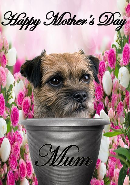 Best Of 70 Border Terrier Mother's Day Card