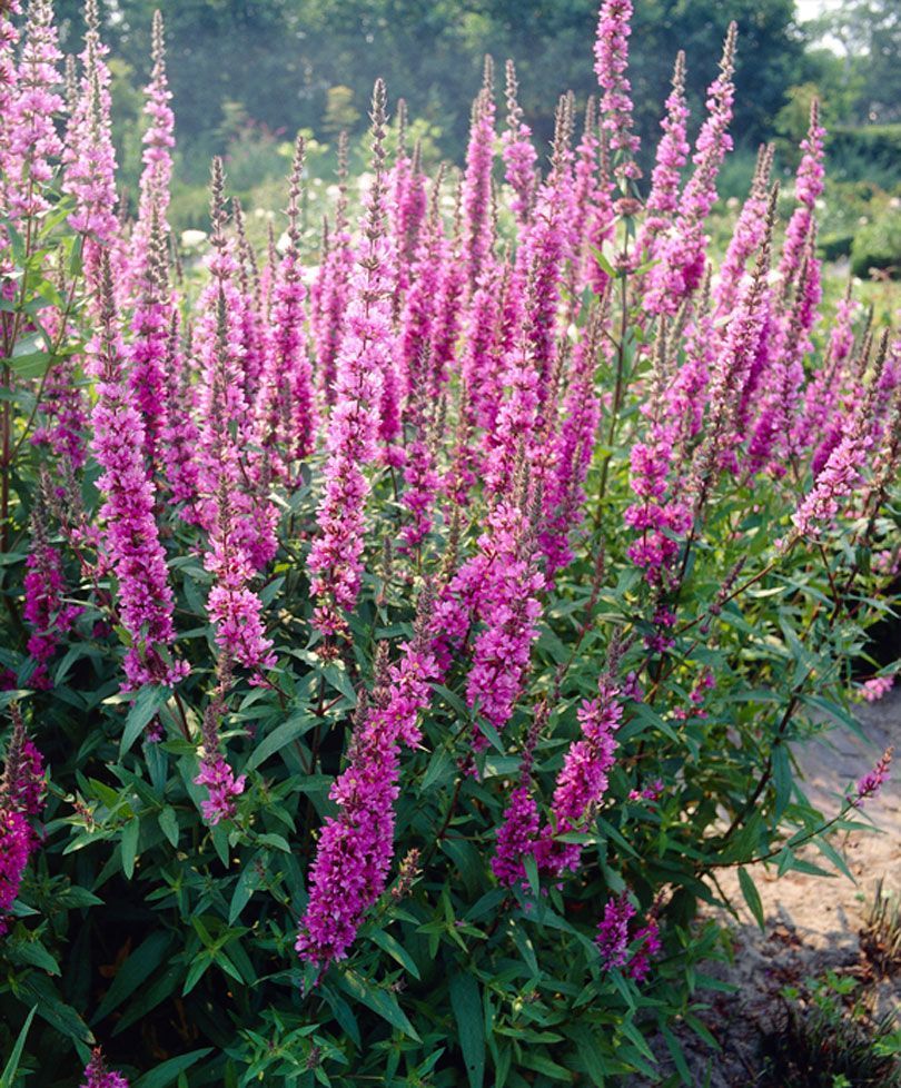 Beautiful Lythrum Salicaria Flowers Seed 50 seeds medicinal value ...