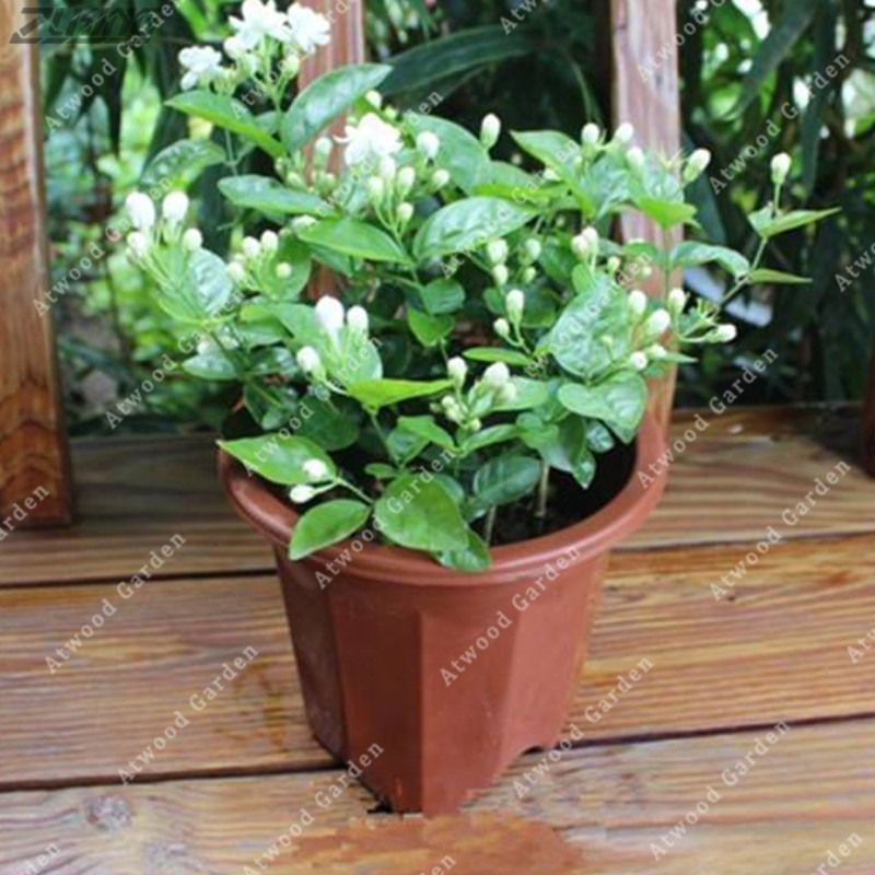 Jasmine Flower Seeds White Jasmine Fragrant Plant Arabian Jasminum Seed