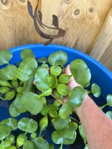 (8) Water Hyacinth Koi Pond Floating Plants Rid Algae LARGE Jumbo 5-7” - $38.00