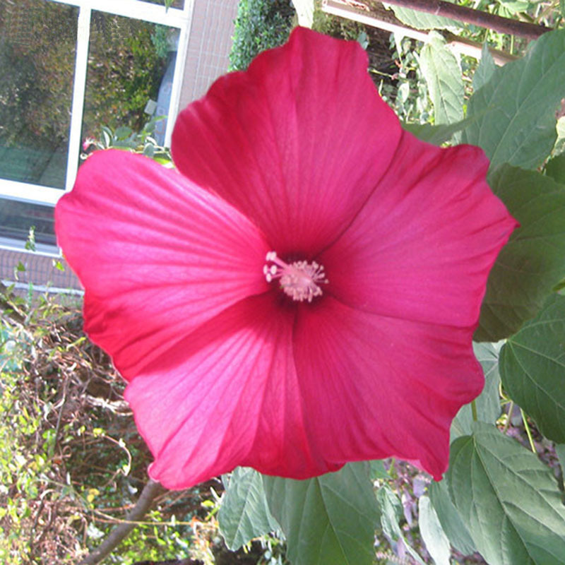 50 Particles Rare Giant Hibiscus Flower Seeds Garden Home 50 Particles Rare Giant Hibiscus Flower Seeds Garden Home