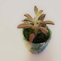 Succulent Planter with Chocolate Soldier Plant, Green Marble Kalanchoe Tomentosa image 5