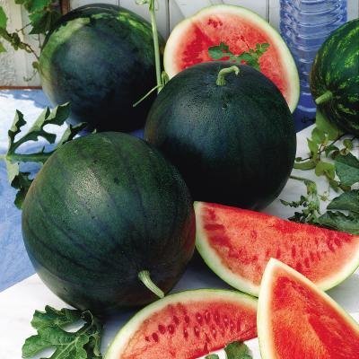 Primary image for Non-GMO Sugar Baby Watermelon - 25 Seeds