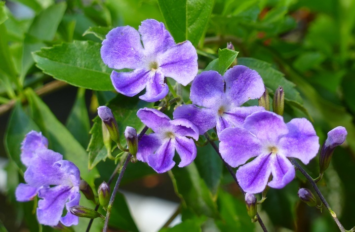 Duranta erecta 'Purple Lace', purple duranta plant 4