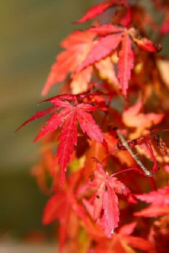Primary image for 10 Pcs Japanese Maple Tree Seeds #MNSF