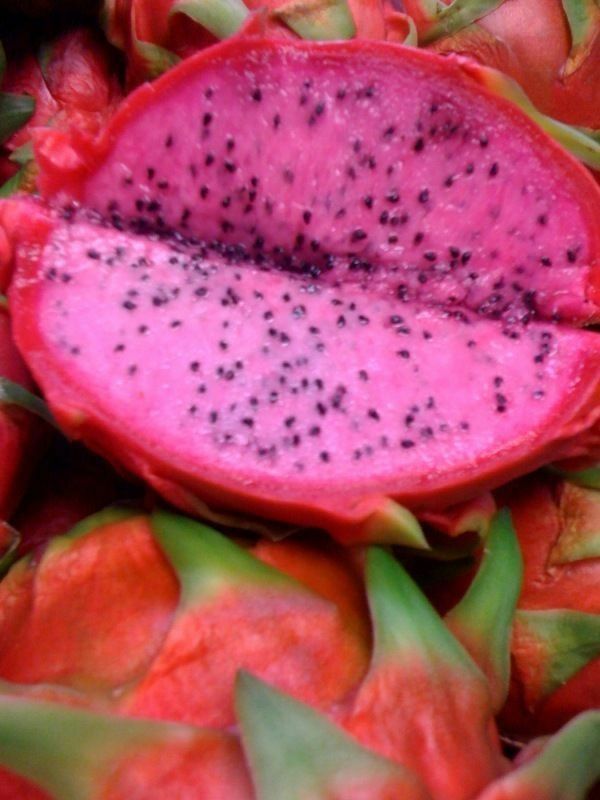 Dragon Fruit 'Edgars Baby' Hylocereus undatus Other Plants