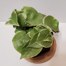 Cupid Peperomia Plant, Peperomia Scandens Variegated, 2 inch Live House Plant image 3