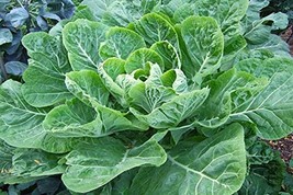 2000 seeds, or 1/4 ounce - Collard Vates - Grow a Proven Southern Heirloom - $8.91