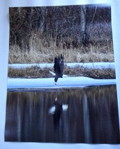 Amazingly Majestic Bald Eagle Flying over the river 11x14 unframed photo - $22.00