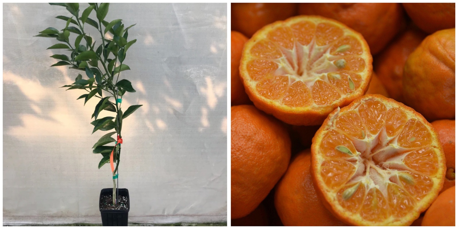 Dancy Tangerine Tree SemiDwarf 1836" Tall Live Citrus Plant