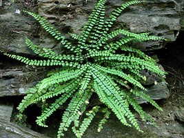 Maidenhair SPLEENWORT fern 20 rhizomes-(asplenium platyneuron) image 1