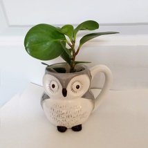 Gray Owl Mug & House Plant, Green Peperomia, Peperomia Obtusifolia, Mug Planter