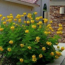 Mexican Yellow Bird of Paradise Plant Seeds - $7.99