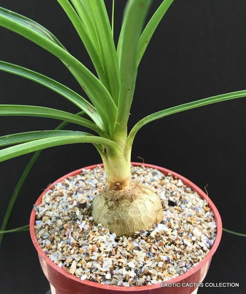 PONYTAIL PALM beaucarnea recurvata rare caudex elephant foot succulent