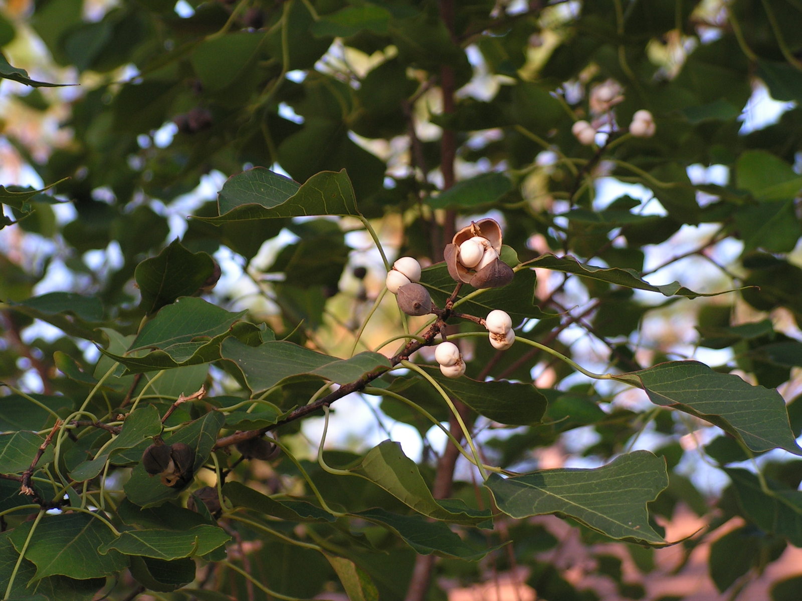 Triadica sebifera Popcorn Tree pint plant FREE SHIP Trees