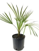 Cabbage Tree Palm - Live Plant in a 3 Gallon Growers Pot - Livistona Australis - - $108.87