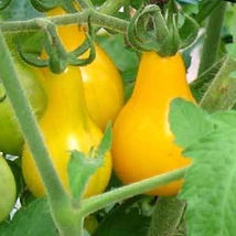 SHIP FROM US YELLOW PEAR TOMATO - 2 OZ ~15,000 SEEDS - HEIRLOOM, NON-GMO... - $95.16