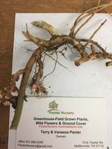 ALLEGHENY  SPURGE 10 roots ,(Pachysandra procumbens) image 3