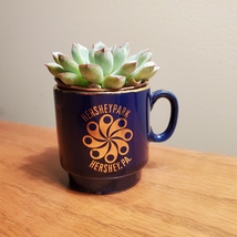 Echeveria Succulent in Miniature Hershey Park Cup, upcycled planter mug garden
