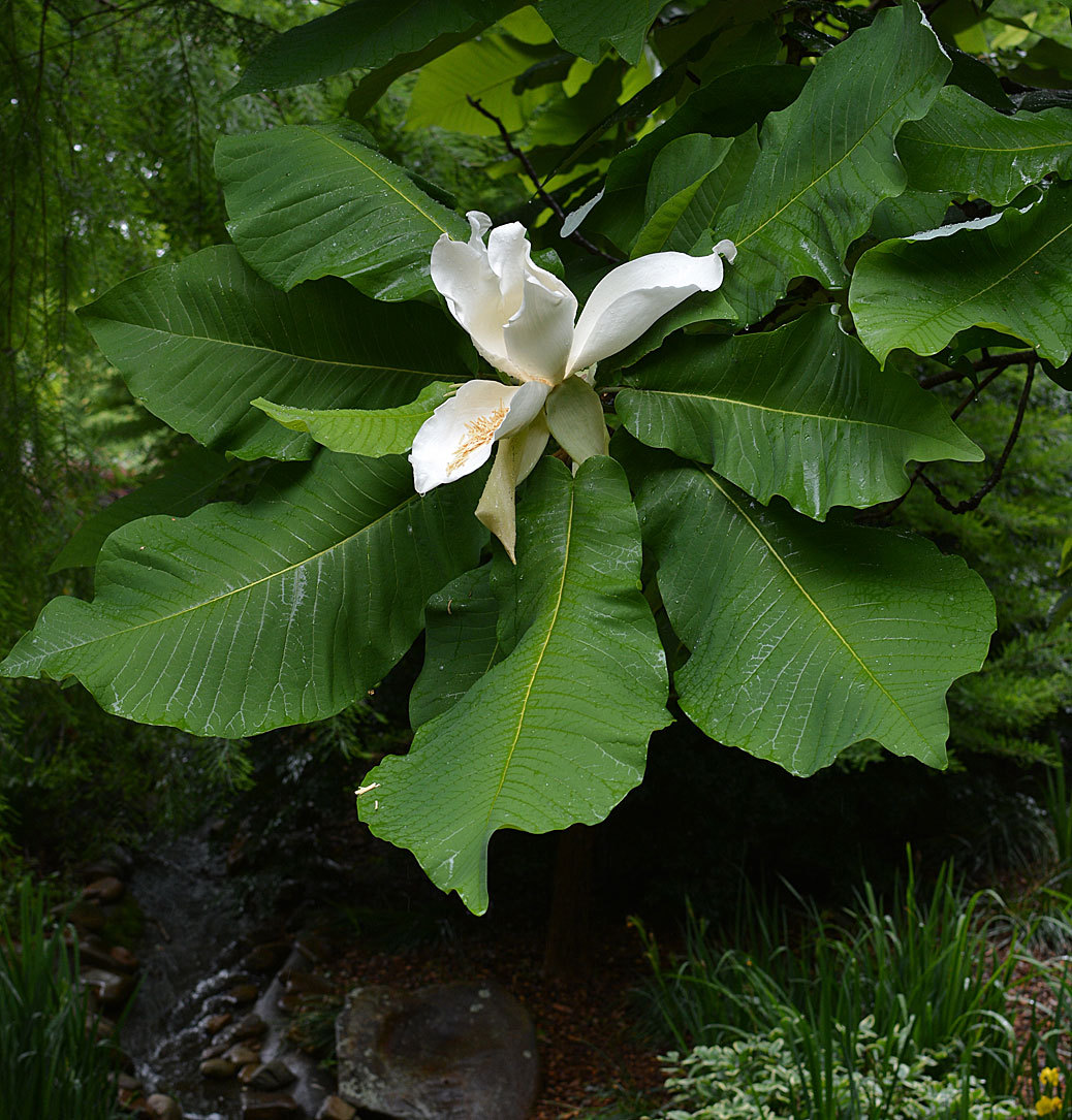 Big Leaf Magnolia, Magnolia macrophylla Tree Seeds (Showy Fragrant ...