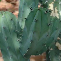 20 Myrtillocactus Geometrizans Blue Torch Cactus Seeds #STL17 - $18.17