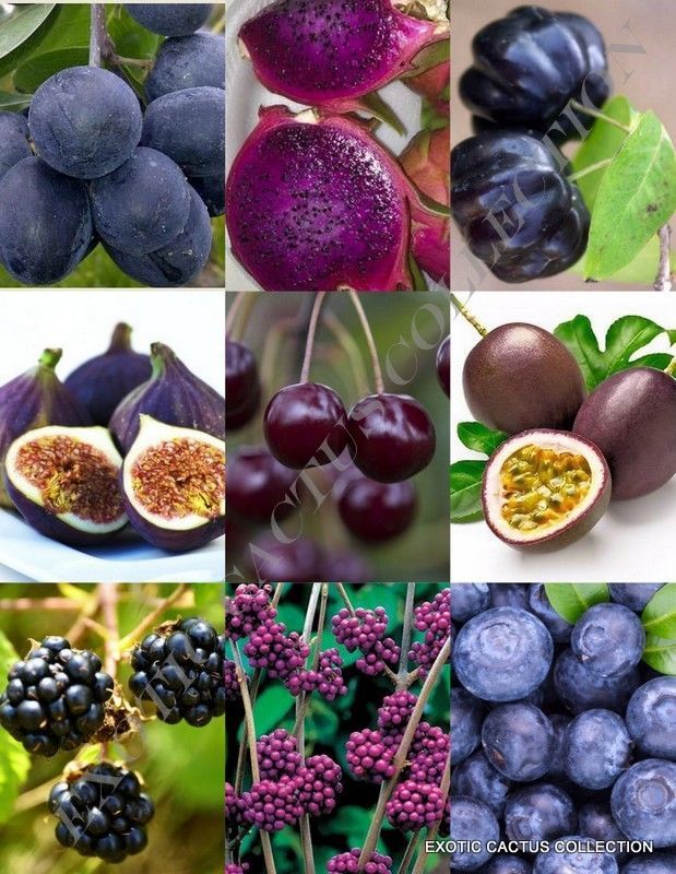 PURPLE FRUITS MIX, rare organic edible COLORFUL fruit HEALTHY food seed