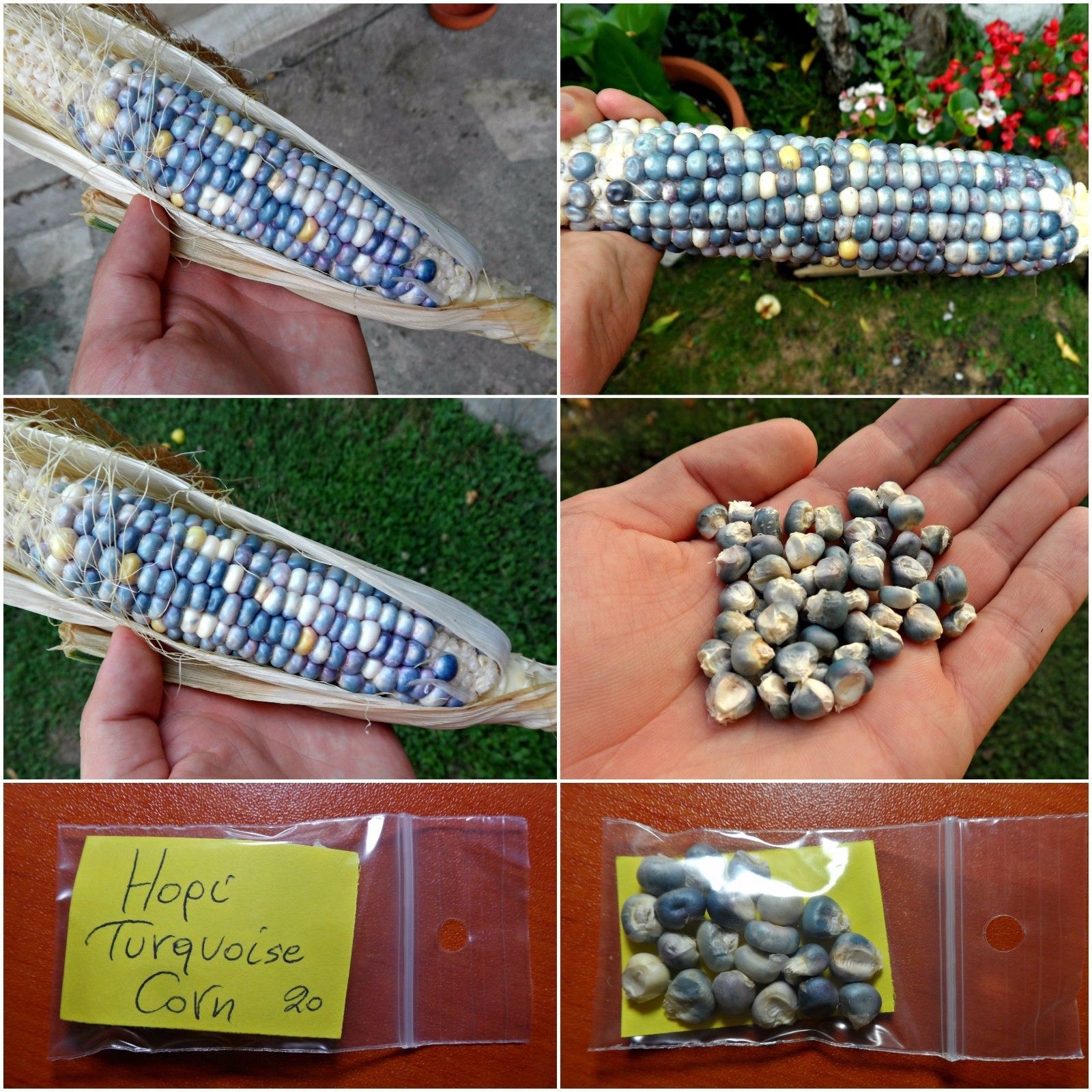 Corn ''Hopi Turquoise'' 20 Top Quality Seeds NON GMO EXTRA RARE Blue Corn! Seeds