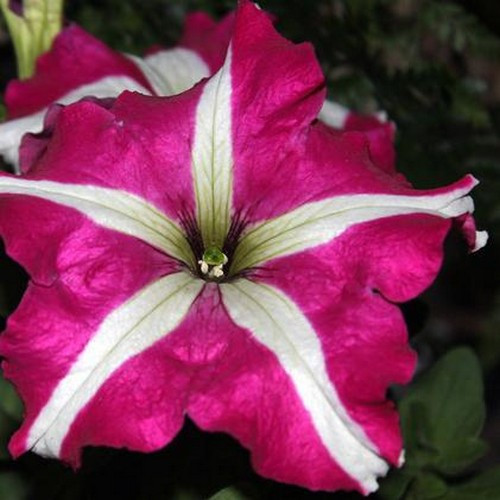 Rose Red Garden Petunia With White Stripe Annual Flower Seeds 50 Seeds 