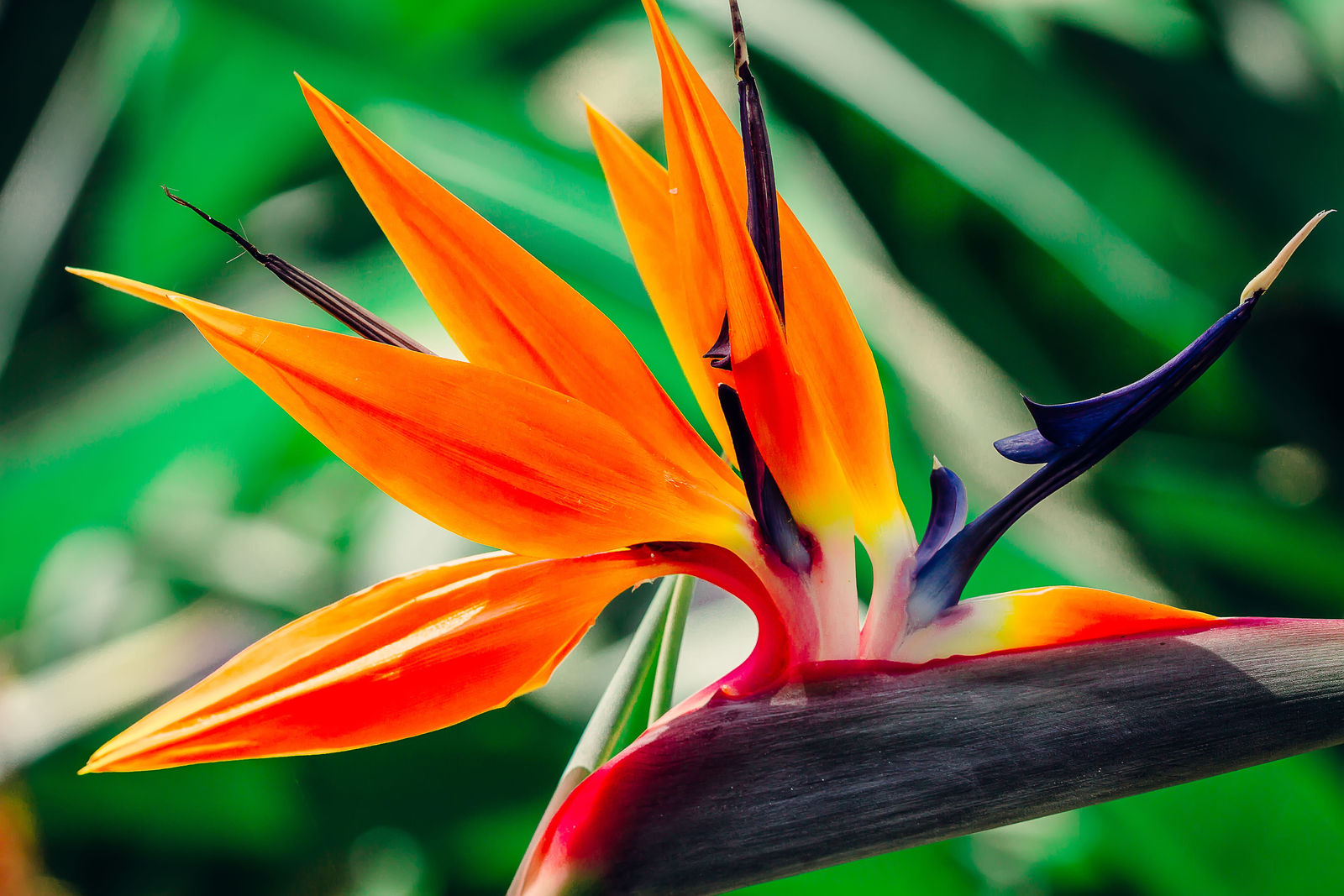 Hawaiian Bird of Paradise Strelitzia Plant Seeds 1 Pack