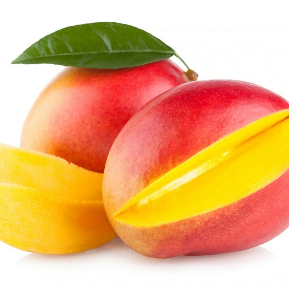 Kent Mango Mangifera Live Fruit Tree (16inch to 30in) Plants & Seedlings