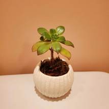 Succulent Planter with Plants, Aeonium Kiwi Plant, White Succulent Pot Ceramic image 2