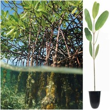 10 White Mangrove Seedling | Laguncularia Racemosa | Large Live Saltwater Plant - $117.99