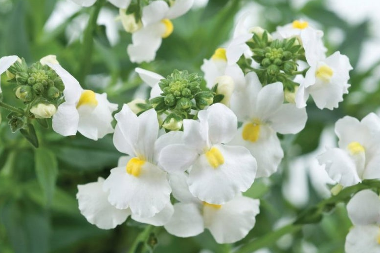 1000pcs Beautiful Nemesia Seeds White Knight Nemesia Strumosa IMA3