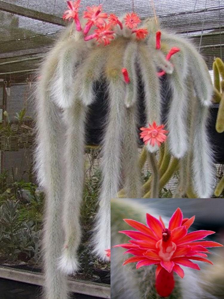 Hildewintera Colademononis * Cutting * Stunning Monkey Tail Cactus * Red Flowers