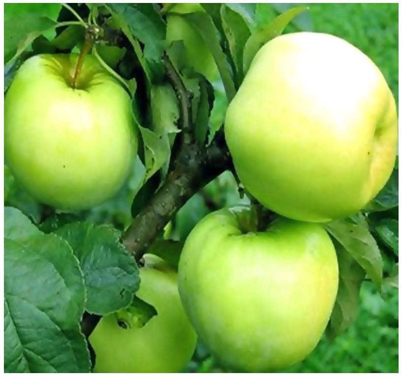 10 Antonovka Apple Tree Seeds Malus Pumila Edible Fruit Fruit Seeds