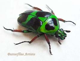 Green Orange Scarab Heterorrhina Macleayi Real Beetle Framed Entomology Display - $42.99