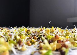 1000  Arugula Sprouting Seeds  -  Non-GMO   -   Donate for Sick Children image 3