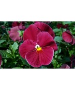 50 Pansy Seeds Delta Pure Rose - $6.00