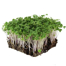Broccoli Seeds - Di cicco -Microgreens Seeds  -  Vegetable Seeds  Outdoor Living - $32.99