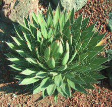 AGAVE FILIFERA rare succulent thread leaf plant seed exotic garden aloe ... - $8.99