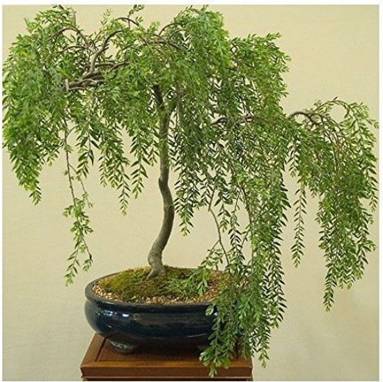 3 Bonsai Weeping Australian Dragon Willow Corscrew Live Tree Large