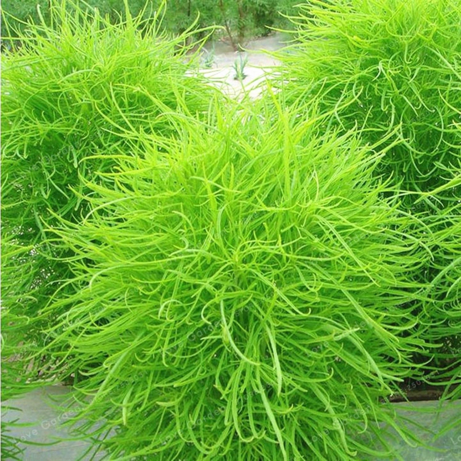 100 Pieces/Lot Grass Bonsai Perennial Grass Burning Bush Kochia ...