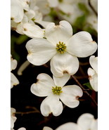 Dogwood Flowers, 8x12 Photograph - $99.00