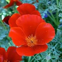 Non GMO Bulk California Poppy Seeds - Red Chief Eschscholzia californica (25 lbs - $1,381.99